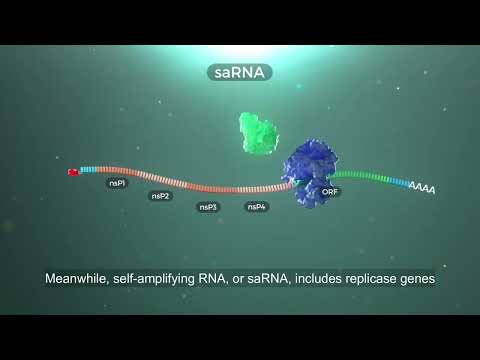 The Next Generation of Therapeutic RNA: Circular RNA and Self-Amplifying RNA