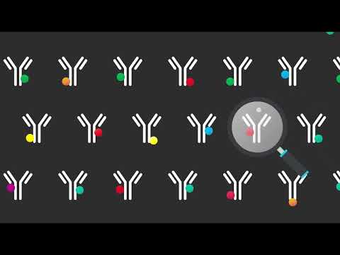 Label your own antibodies in 15 minutes