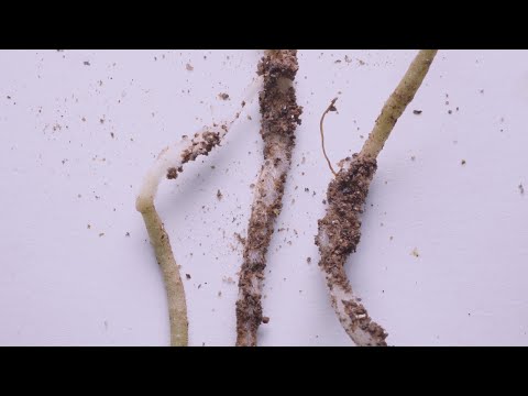 Root Cell Type Evolution &amp; Mycorrhizal Symbiosis