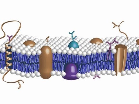 Glycobiology Market Insights, Fueling the Next Gen of Therapeutics