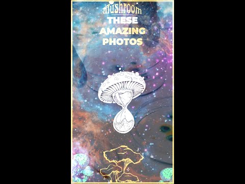 Mesmerizing Fusion of Art &amp; Science - Exploring the Enchanting World of Mushrooms