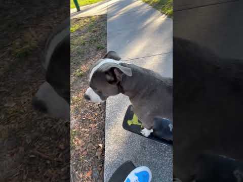 Elon musk new dog !