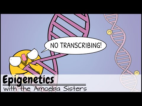 Epigenetics