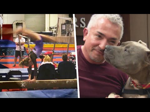 Cesar Millan’s Dog Bit Gymnast and Killed Actor’s Dog: Lawsuit