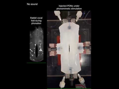 Vocal Cord Bioreactor Simulates the Biomechanics of Vocal Cords