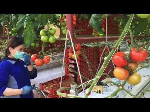 Sustainable agriculture at Sundrop Farms near Port Augusta, South Australia