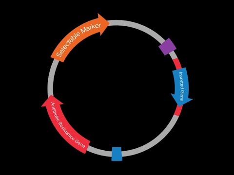 Plasmid Mapping