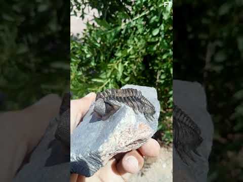 Coltraneia Fossil: Unlocking Secrets of an Ancient Trilobite! 🦖