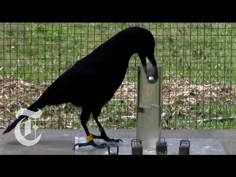 How Smart Are Crows? | ScienceTake | The New York Times