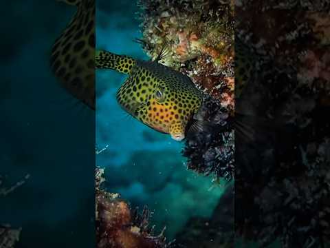 The Boxfish of the Persian Gulf – A Stunning Underwater Encounter