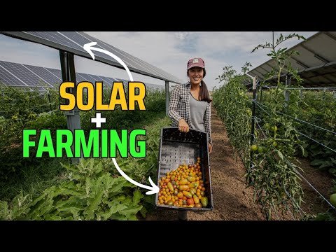 How Solar plus Agriculture Farming is becoming a game changer