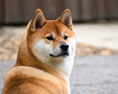Shiba Inu 2.0? AI Companions That Bark Shiba Inu 2.0? AI Companions That Bark